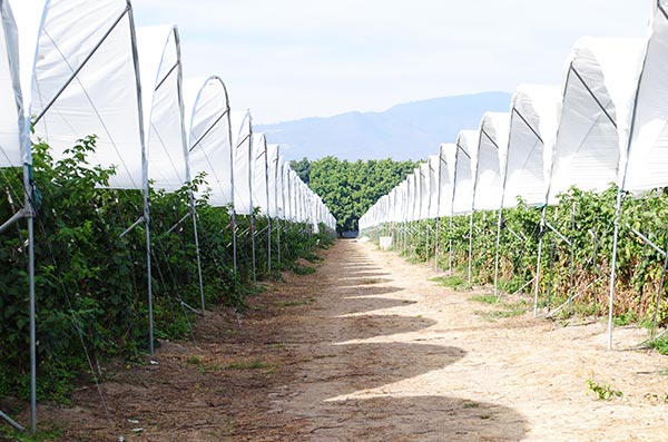 Covered Strawberries and Fruit Farmed in Mexico