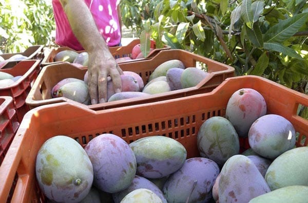 Fresh Farmed Mangoes